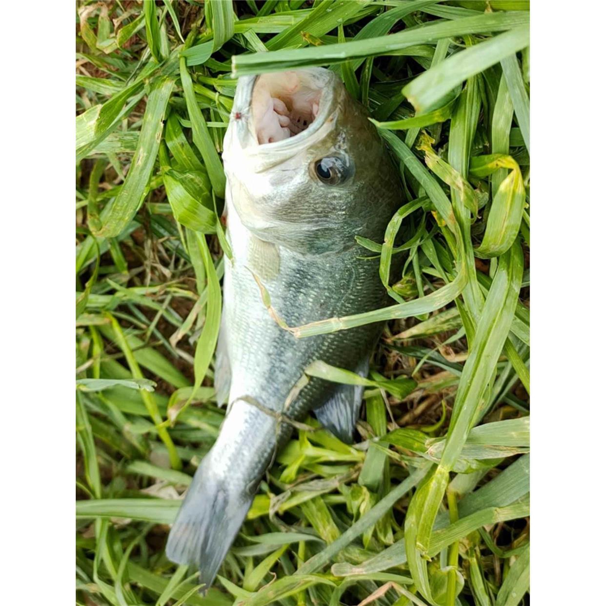 小咬迷你飞蝇钩 溪流微物路亚马口白条溪哥柳根小鱼 14-22号钩