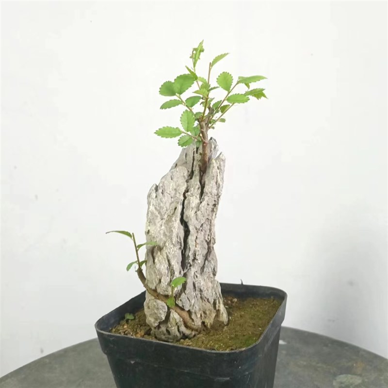 附石盆景小叶榔榆绿植盆栽英德石青龙石
