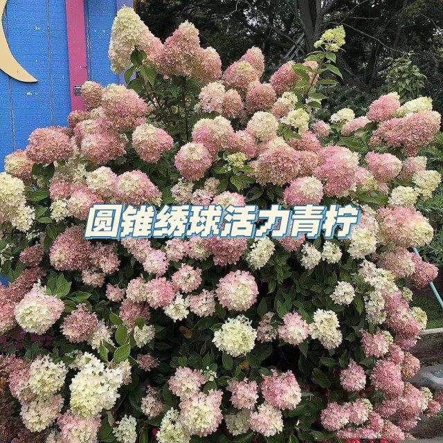 绣球活力青柠绣球圆锥地栽盆栽