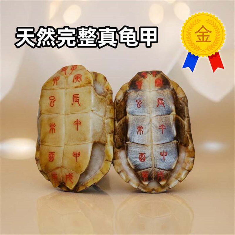 天然乌龟壳真龟甲刻字六爻龟甲占中华草龟壳王八壳完整送铜钱配件