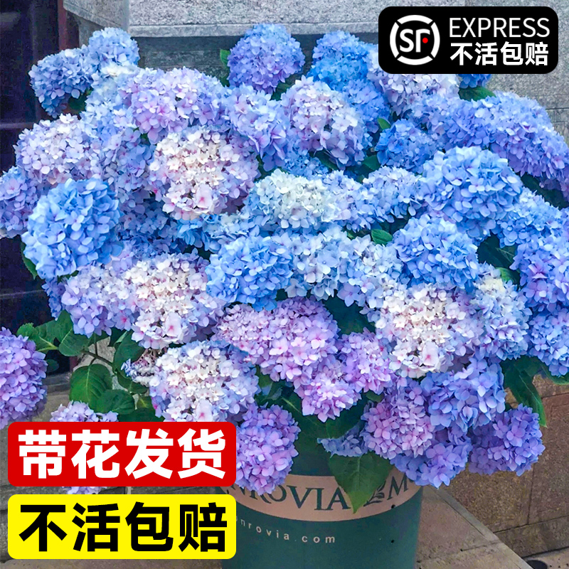 无尽夏绣球花大苗盆栽带花庭院花卉室内好养的花阳台植物四季开花