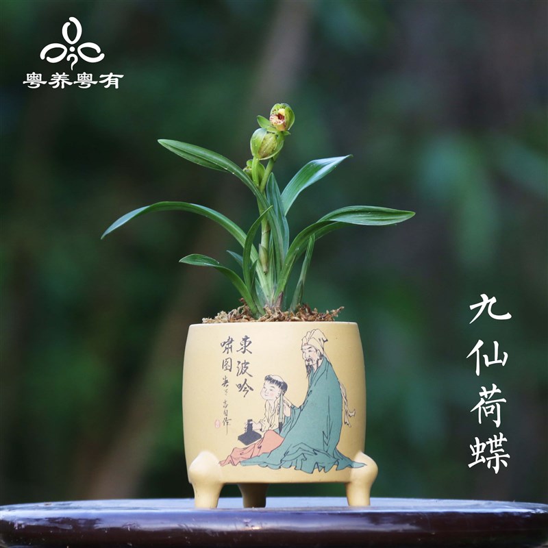 小型兰花苗九仙荷蝶矮种直销原盆发货浓香型翁源盆栽名贵品种大全