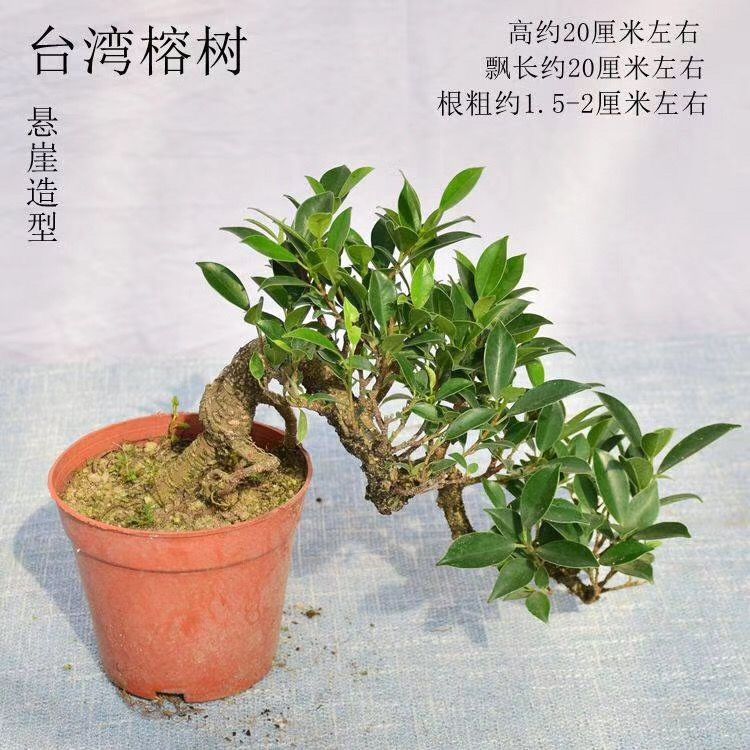 提根飘枝小叶女贞悬崖白蜡造型盆景老桩栀子花九里香罗汉松虎皮榕