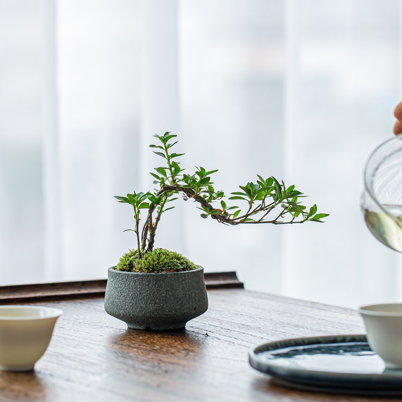 天然石材花盆加工石头微盆青石盆景小件摆设茶桌石花器办公室绿植