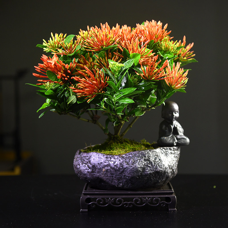 龙船花盆栽仙丹花庭院阳台室内外阳台四季开花植物好养带花苞花卉