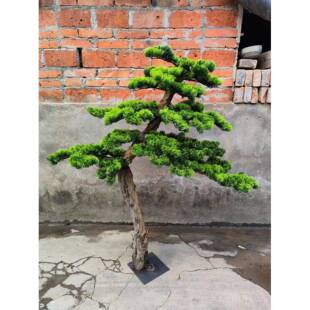 正品彷真松松罗树迎客假树商场松酒店装饰汉造景落地室内展厅玄关