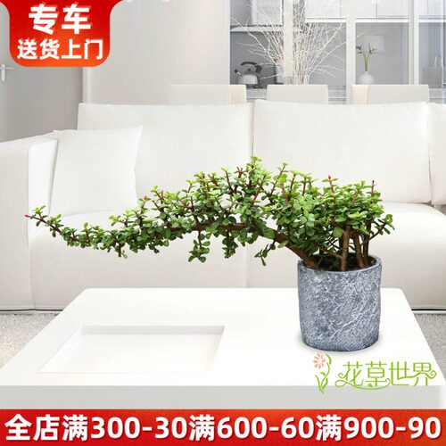 本地金枝玉叶盆栽 雅乐之舞 造型比较特别的小植物绿植 非常好养