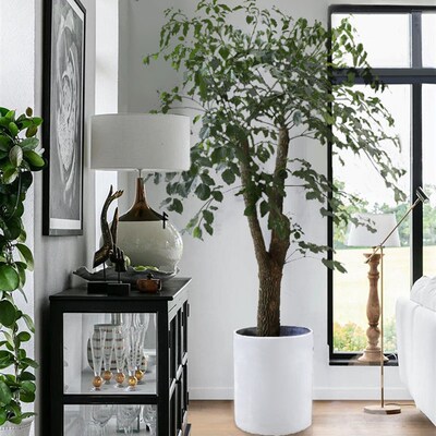 幌伞枫大幸福树盆栽 不是绿宝大型绿植客厅盆栽办公室内老树桩