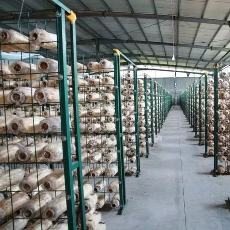 食用菌网格架大棚养殖蘑菇架平菇出菇网格架秀珍菇养殖架菇房架