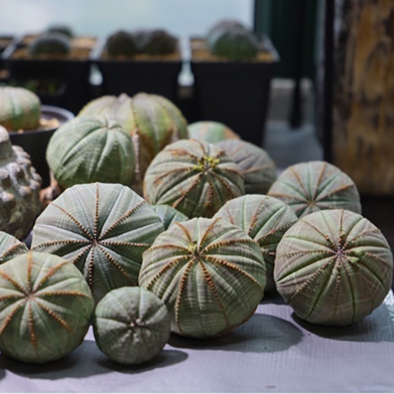 布纹球块根植物欧系布纹球多肉植物潮流稀有贵货无刺仙人掌盆栽