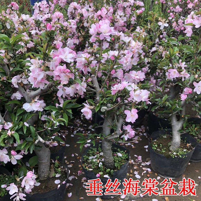 垂丝海棠花树苗盆栽盆景原盆土发货室内好养耐寒花卉庭院观花植物