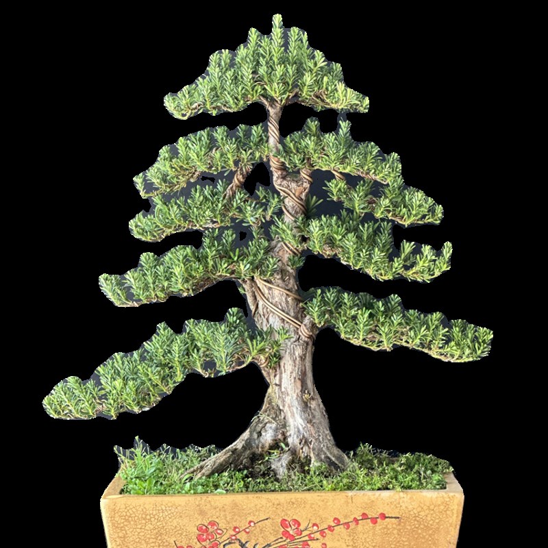 罗汉松盆景老桩树苗造型迎客松室内客厅盆栽大绿植雀舌罗汉松植物