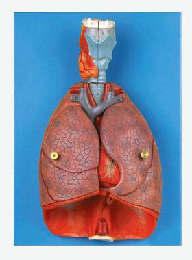 肺、心、喉模型A13012