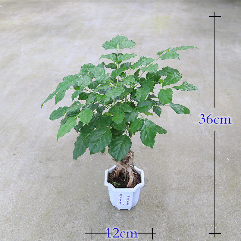 绿宝提根 幸福树创意小盆栽植物盆景客厅书房办公室桌面绿植花卉
