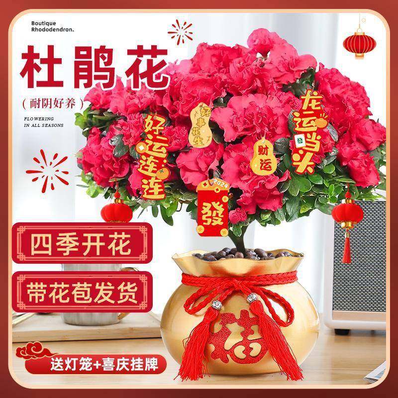杜鹃花盆栽秋冬植物室内办公室四季开花鲜花年宵花卉绿植好养易活