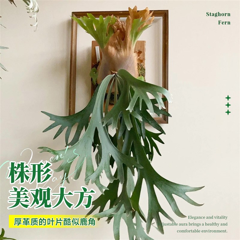 鹿角蕨挂板二歧女王何其美蕨类植物室内客厅垂吊壁挂懒人绿植盆栽