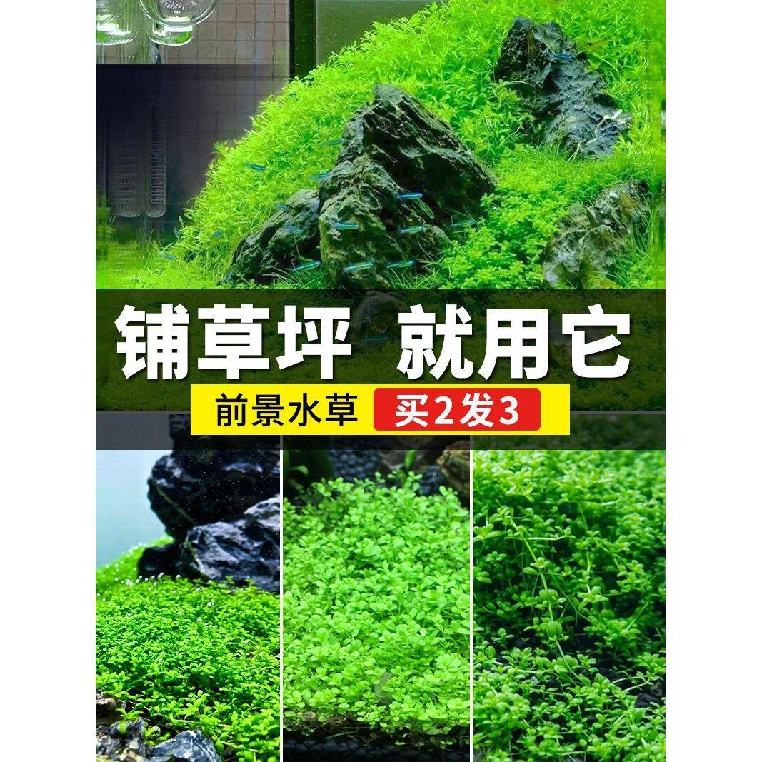 鱼缸造景水草前景爬地矮珍珠草坪迷你牛毛趴地日本珍珠草新手植物