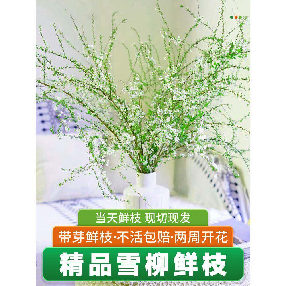 雪柳鲜枝龙柳干枝水养花瓶水培植物秋冬室内冬季好养花卉盆栽鲜花