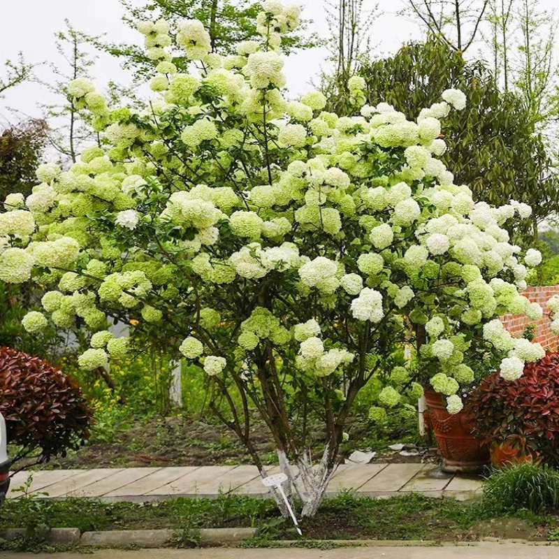 木本绣球树苗中华木绣球苗琼花树苗庭院地栽八仙绣球花苗绣球盆栽