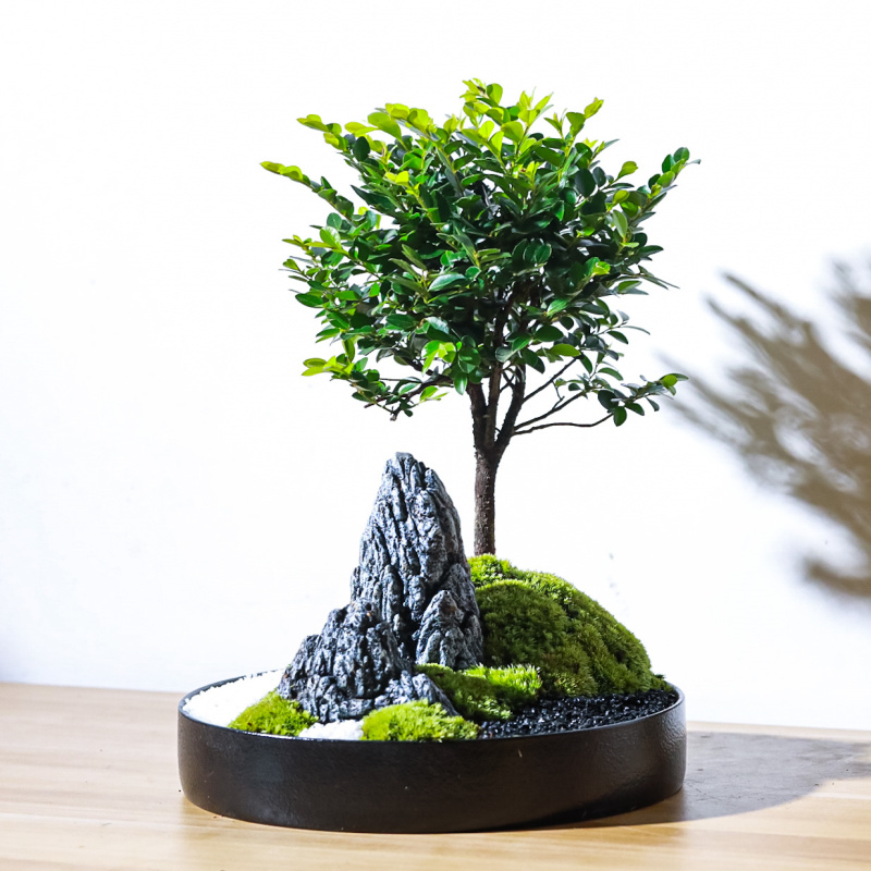 小叶紫檀黑骨茶高档盆景微景观室内办公室乔迁送礼好养绿植物盆栽