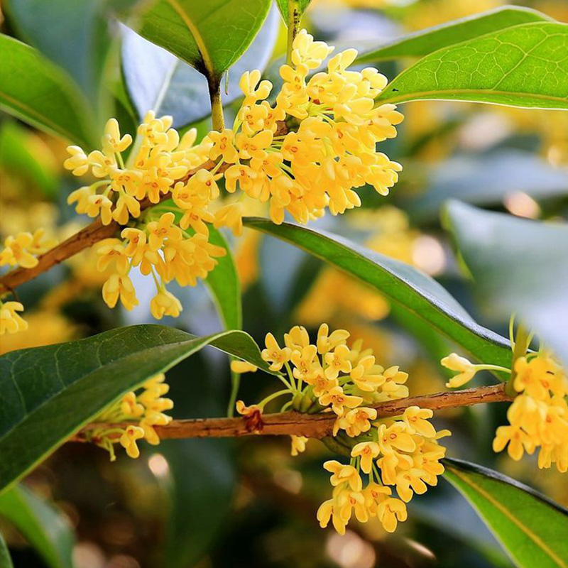 花彩四季桂花树盆栽阳台露台花园种植花卉植物树苗四季开花有香味