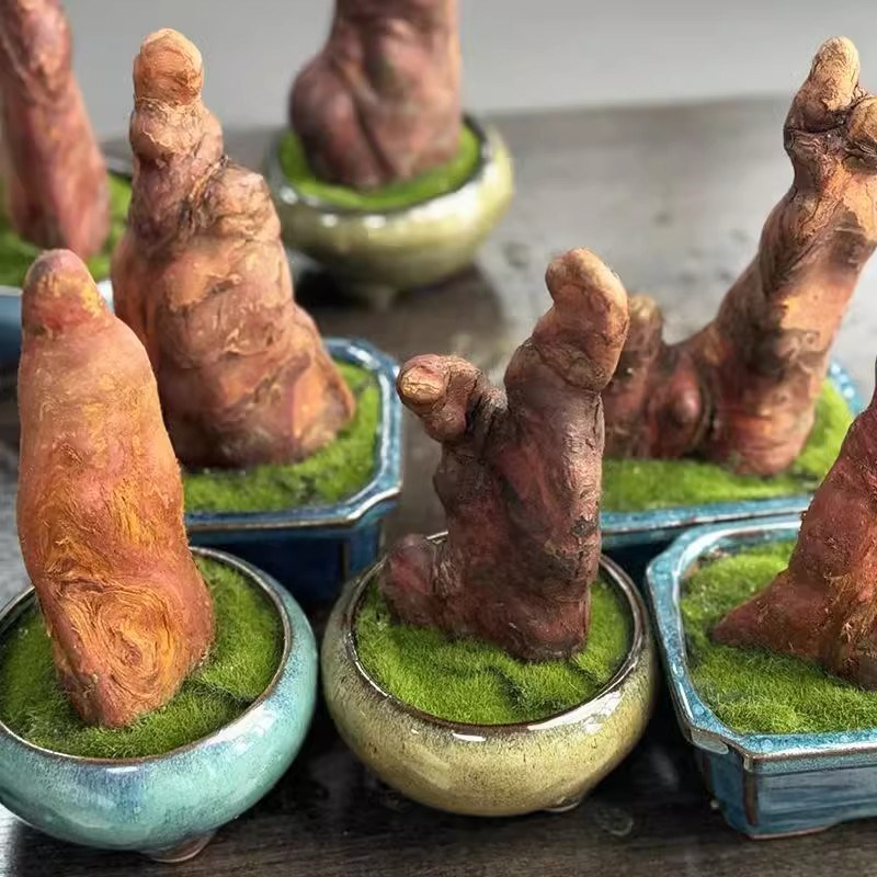 香木盆栽耐旱微景观办公室内好养绿植盆景桌面小摆件檀香味植物