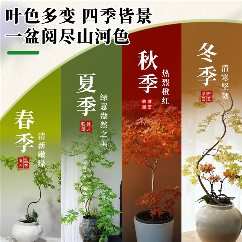 流泉枫盆栽绿植高级感客厅室内办公室桌面枫树盆景四季好养活植物