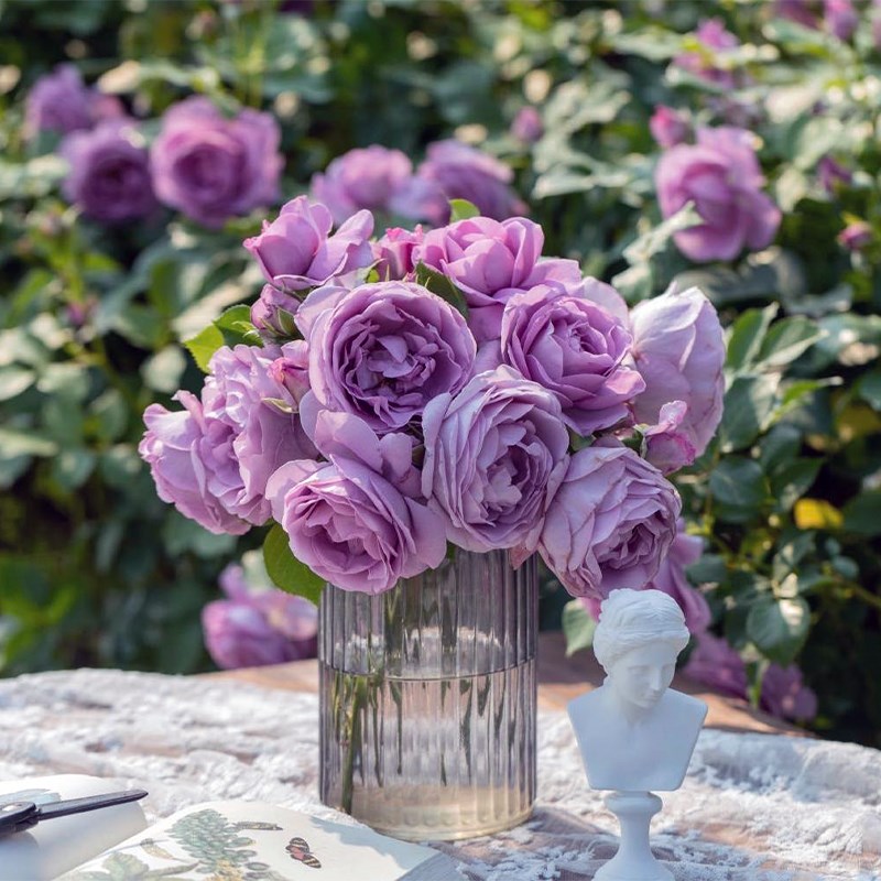 种花王大爷 月季花苗2加仑丰花勤开品种绿植盆栽阳台庭院四季开花