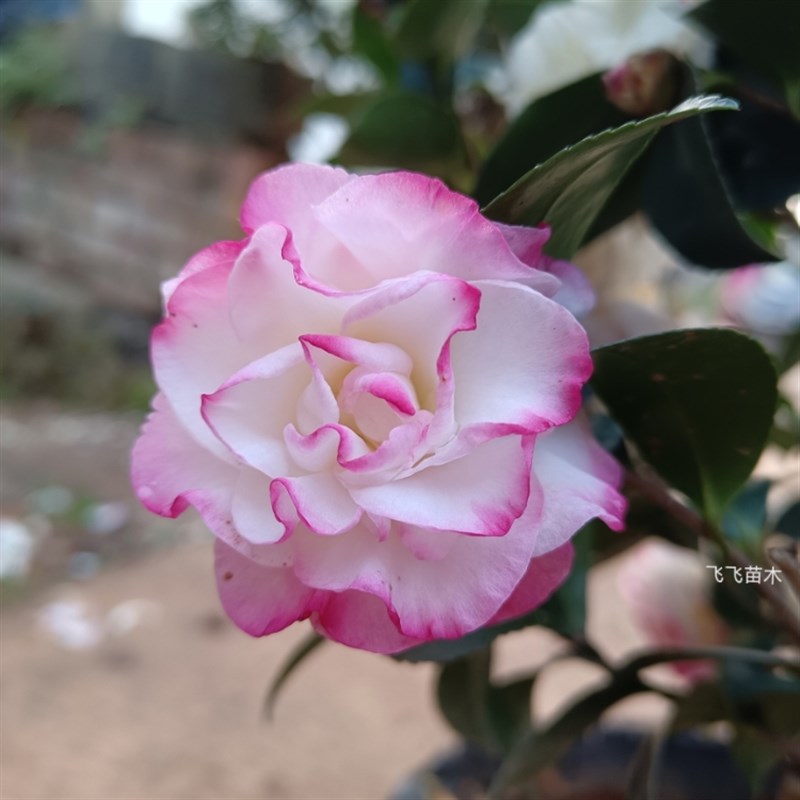 埃米粒 艾米莉 原生苗 扦插苗 茶梅 花期早 盆栽苗 小朝仓 植物