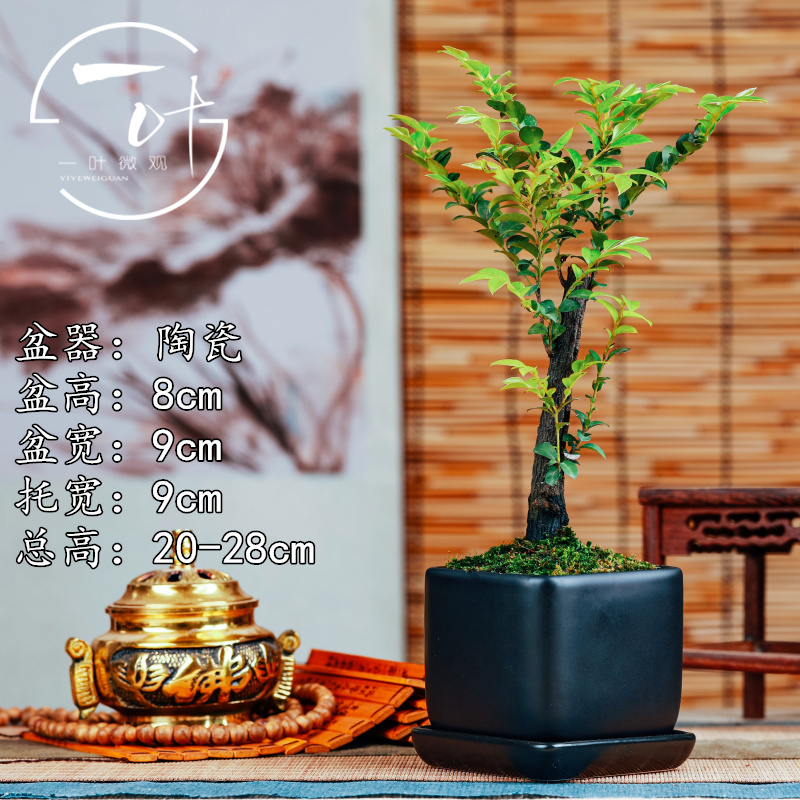 黑骨茶小叶紫檀树苗盆景室内常绿植物名贵花卉盆栽四季好养盆景