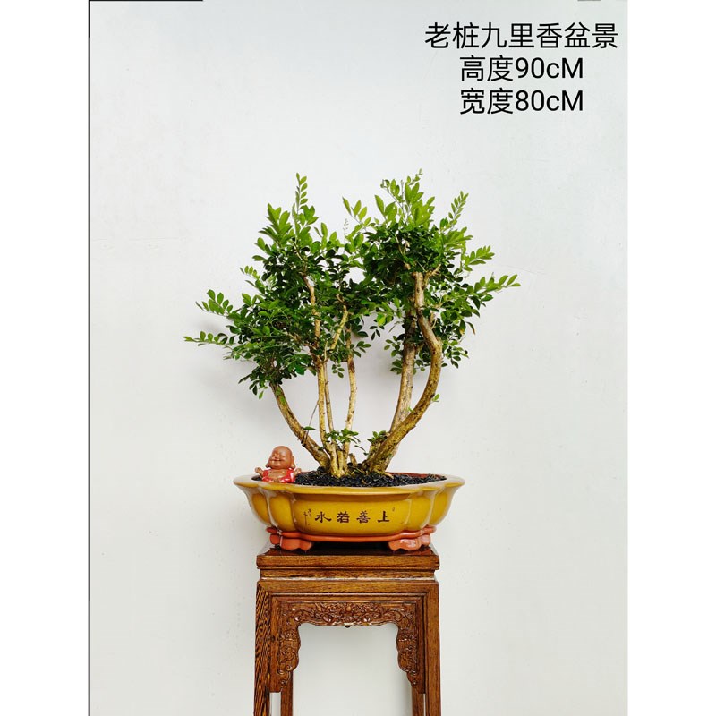 名贵岭南老树桩丛林九里香盆景室内绿植办公室罗汉松盆栽造型植物