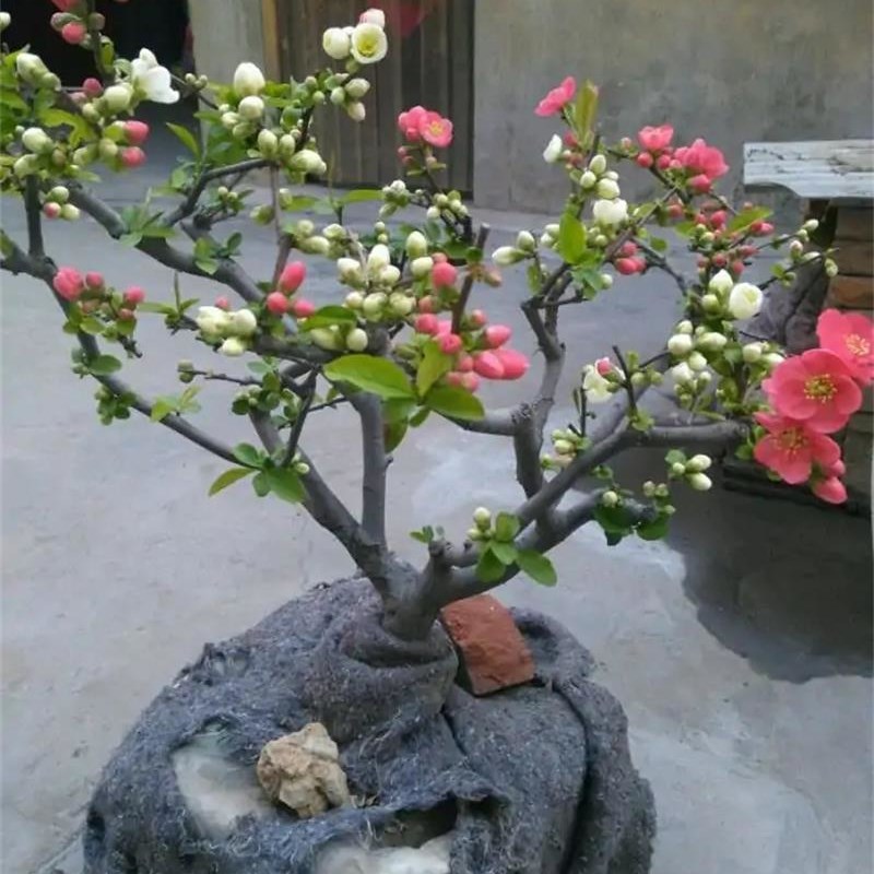 海棠花盆栽树苗盆景重瓣老桩庭院绿植物室内花卉四季开花好养