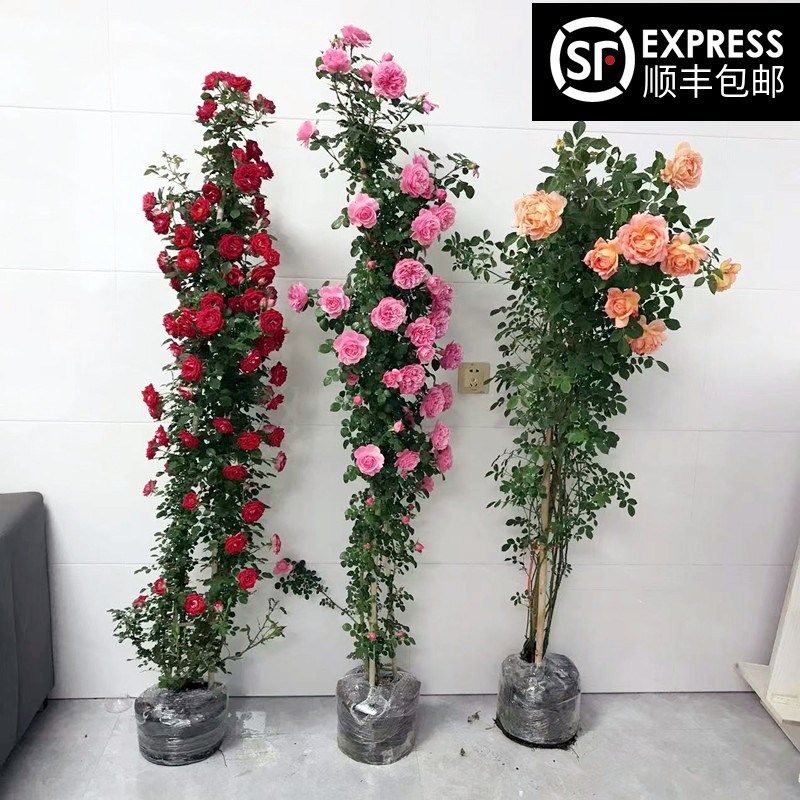 藤本蔷薇花苗龙沙宝石爬藤欧月月季大苗花墙拱门大花浓香四季开花,鲜花速递/花卉仿真/绿植园艺,月季/蔷薇/玫瑰,淘宝优惠券,粉丝福利购,淘宝优惠卷