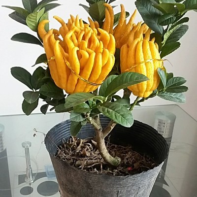 佛手树盆栽带果金华佛手柑树苗可食用室内外阳台客厅四季花卉绿植