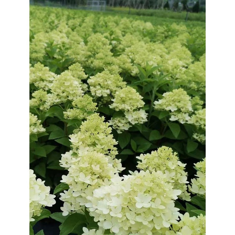 圆锥绣球石灰灯木绣球花香草草莓花园花苗大苗活力青柠盆栽耐寒