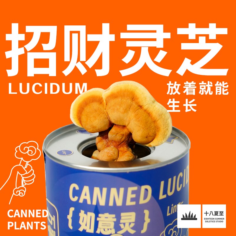 十八夏至招财灵芝罐头绿植物小盆栽办公室内桌面盆景情绪稳定摆件