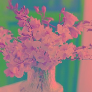 洋兰鲜花千代兰万代兰直批顺丰上海插花礼装饰水养鲜切花圣诞节礼