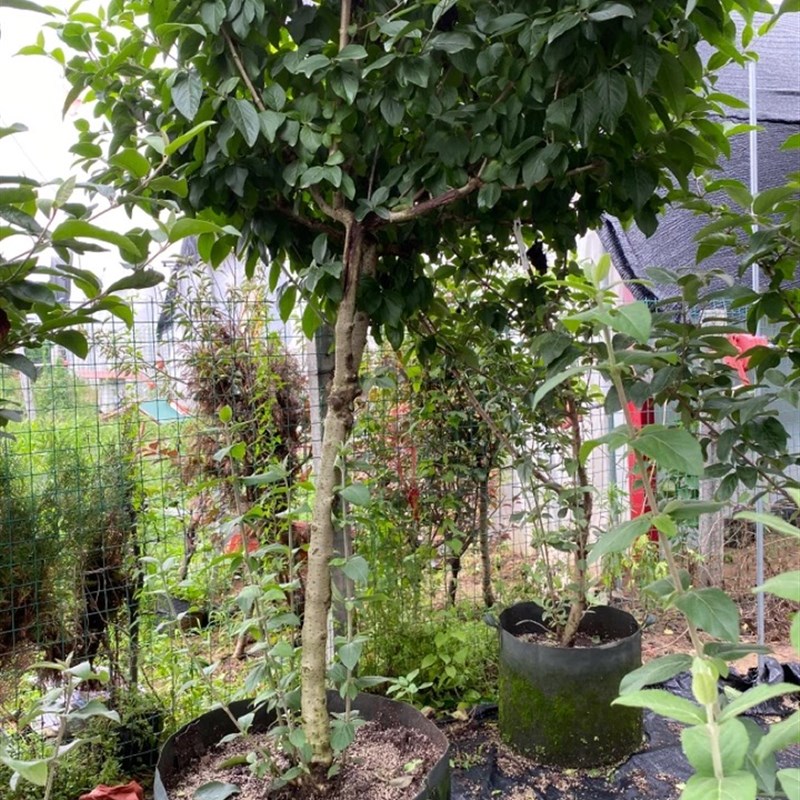 中华木绣球圆锥绣球花苗玫瑰达人大苗老桩大花盆栽带花