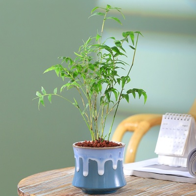 米竹盆栽植物室内绿植花卉办公室桌面小竹子小盆景凤尾竹耐阴好养