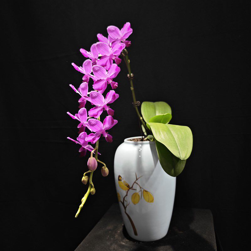 【零度生物】红水晶大壮苗夏花朵粒蝶蝴蝶兰续花型超长花剑