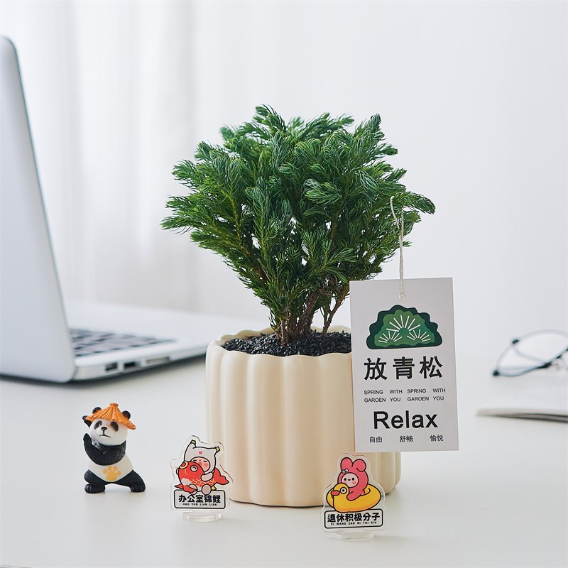 【放轻松】蓝松盆栽客厅办公室内桌面绿植小摆件净化空气情绪植物