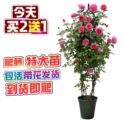 特大苗蔷薇花苗爬藤月季大花浓香四季开花庭院藤本爬墙攀援花卉