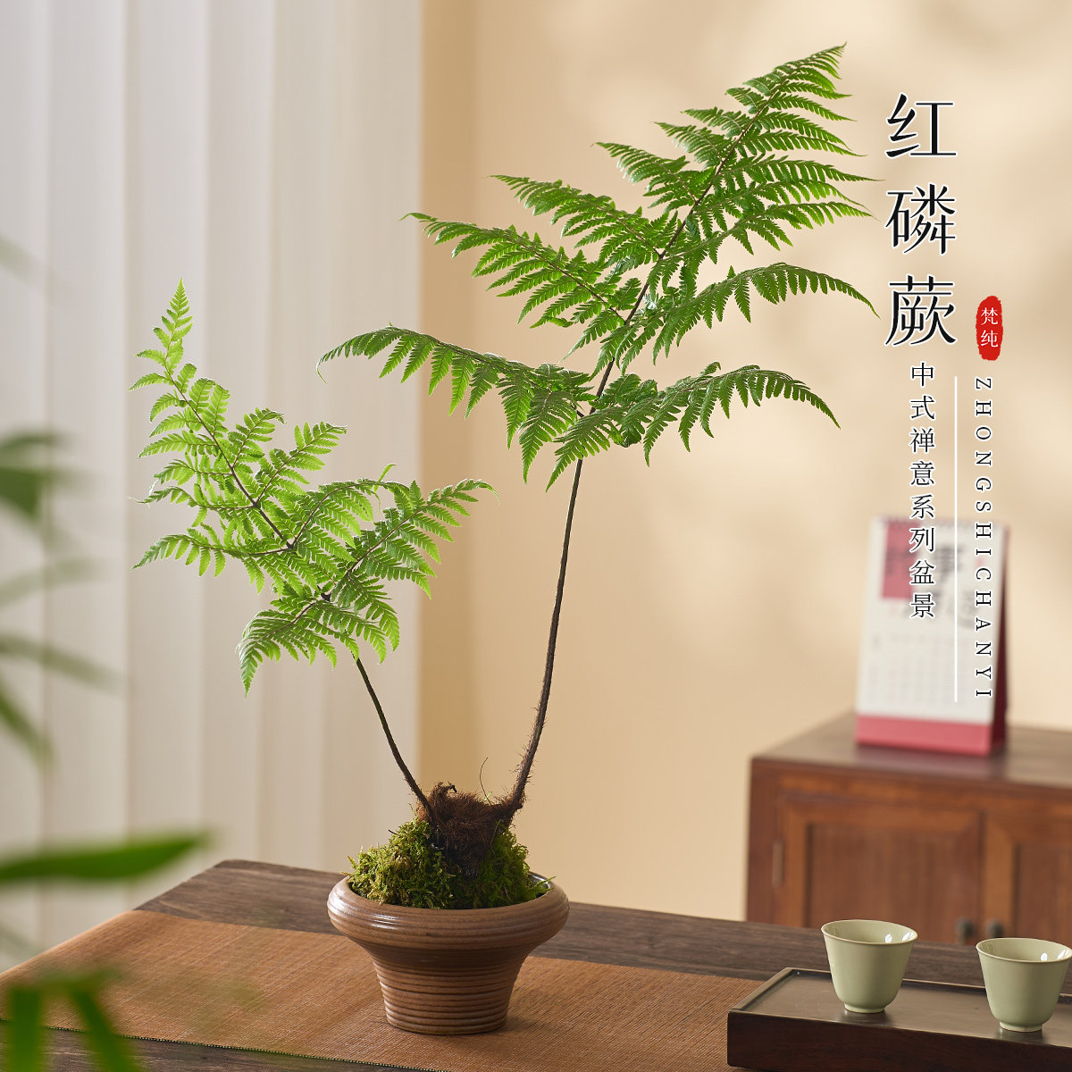 红磷蕨苔藓球绿植蕨类植物室内办公室书房茶几一叶蕨水培好养盆栽