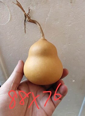 天然手把文玩胖墩粗腰葫芦品工艺质摆件一AVU一图皮瓷实老成物响