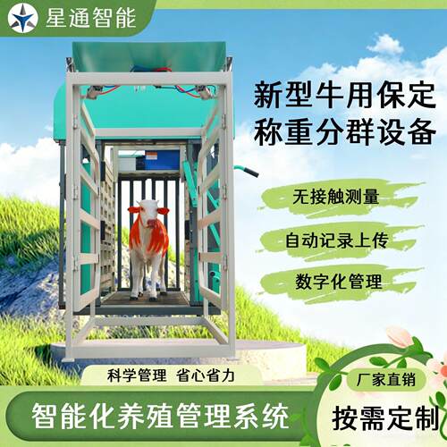 牛自动保定称重分群设备RFID耳标识别动态称重数据上传牧场管理