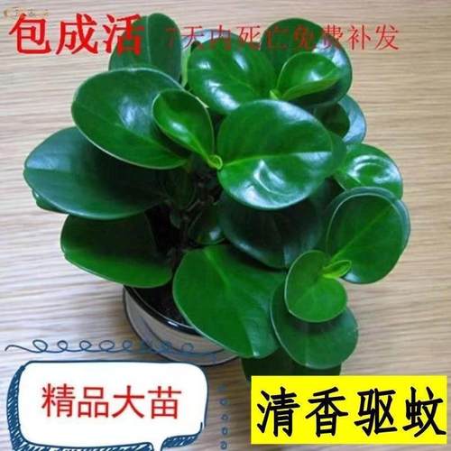 碧玉盆栽豆瓣绿水培植物文竹室内桌面绿植花卉办公室工位四季好养