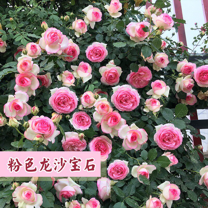 特大花苗欧洲藤本爬藤月季龙沙宝石 浓香四季开花庭院爬墙蔷薇花