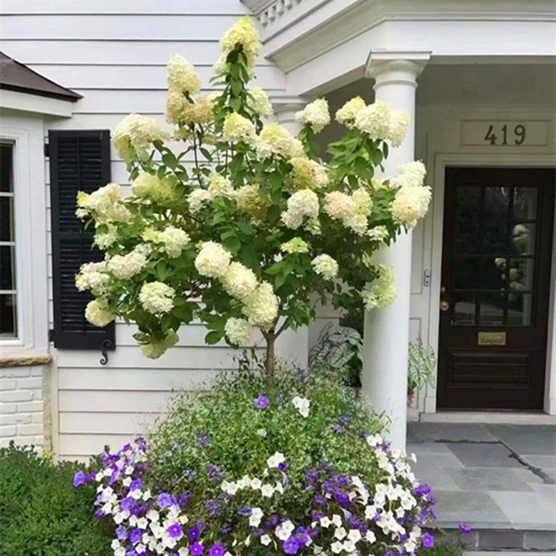 石飞灯圆锥木绣球独杆