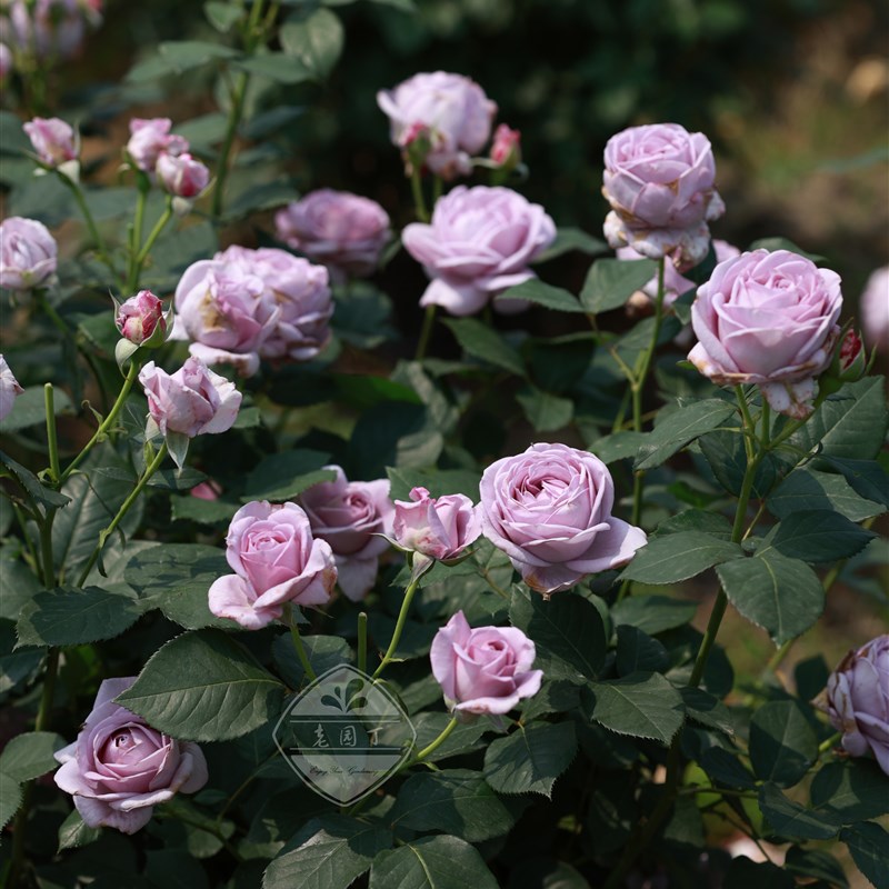 蓝色风暴 P11盆灌木月季 经典蓝紫色浓香勤花丰花 老园丁庭院盆栽