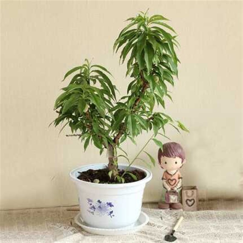 寿星桃树盆栽绿植物花苗盆景树室内外四季易种活梅花卉耐寒秋冬季